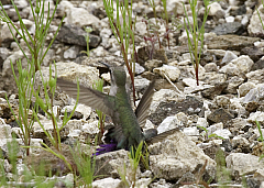 Costa's Hummingbird