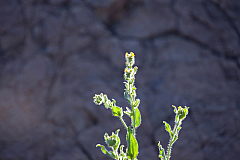 Rigid Fiddleneck