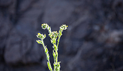 Rigid Fiddleneck