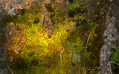 IMG 7421