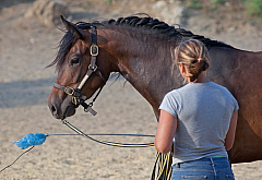 Quarterhorsezucht Marion Mueller