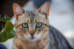 07 Katzen