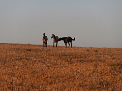 P8150227