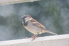 20130526190424 28731