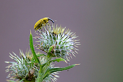 Bayerdilling