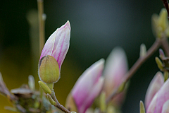 Magnolienbaum