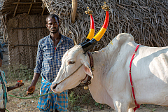 06 pongal 20140115162549 41049