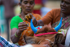 06 pongal 20140117181752 42758