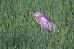 09 nature 20131226064501 34359