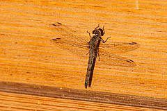 20151004175134 3698