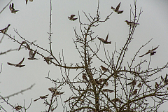 20150202084919 84965 1280px