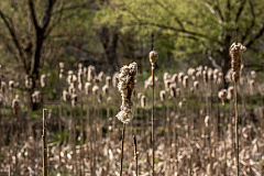 20150504101003 93740