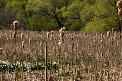 20150504101028 93753