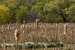 20150504101033 93756
