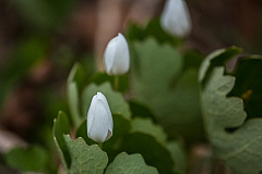 20150501181654 90026