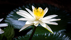 D flower02 20160108111902 011728