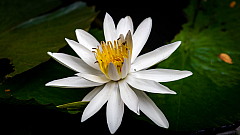D flower03 20160108111936 011739