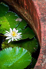 D flower03 20160108111950 011745