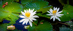 D flower04 20160108111942 011742