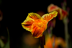 D flower08 20160116144311 105187