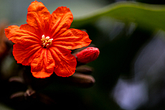 D flower14 20160120171749 013832