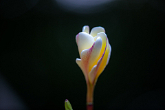 D flower16 20160120172157 013861