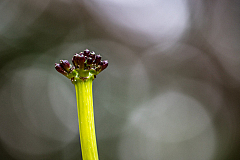 D flower18 20160120172235 013875