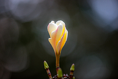 D flower19 20160120172308 013889