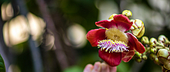D flower23 20160121122304 014257