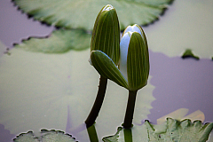 D flower32 20160115171235 105058