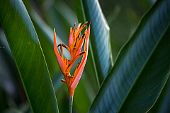 D flower34 20160115172119 105125