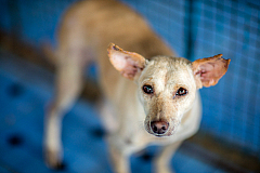 Arunachala Animal Sanctuary and Rescue Shelter